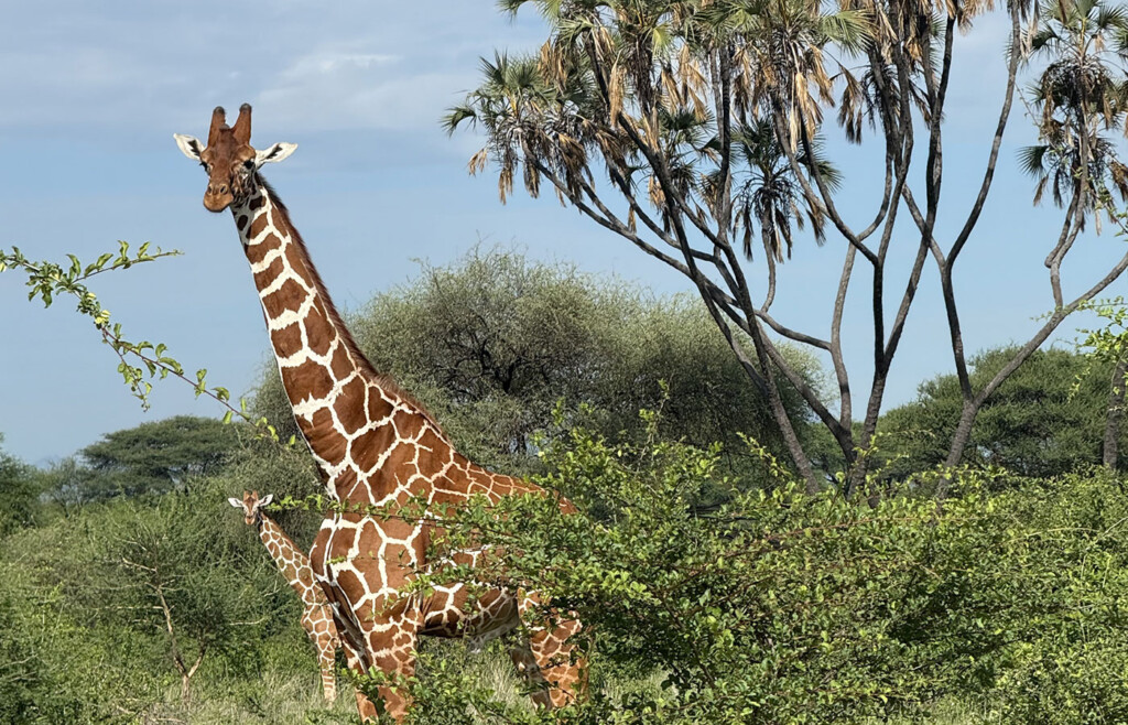 Giraffe, Meru, Kenya