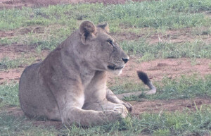 Lion, Meru, Kenya