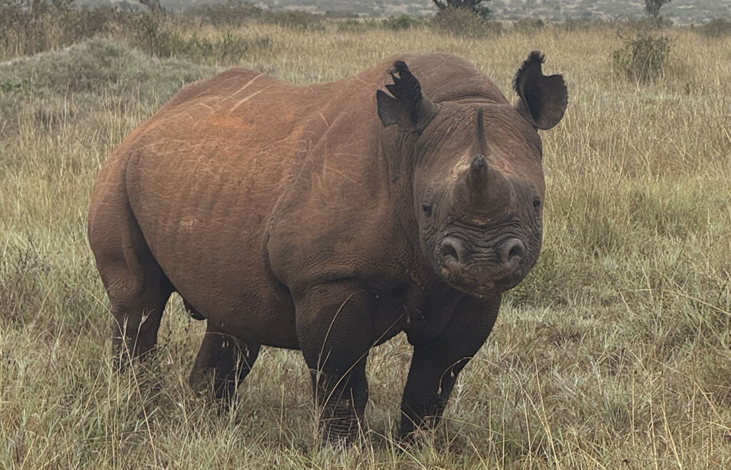 Rhino,-Loisaba-Conservancy,-Kenya