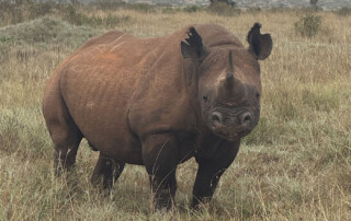 Rhino,-Loisaba-Conservancy,-Kenya