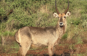 waterbuck, Loisaba, Kenya