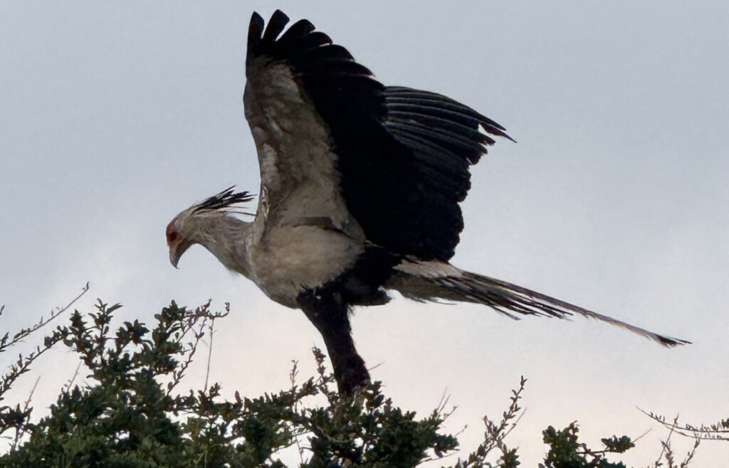 Secretary bird, loisaba Conservancy, Kenya, Africa